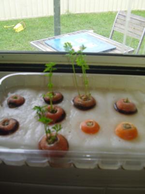 Growing Carrot Tops, used to reinforce an ongoing 'garden 